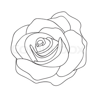 320x320 Rose Line Drawing Image Vector Illustration Design Stock Vector