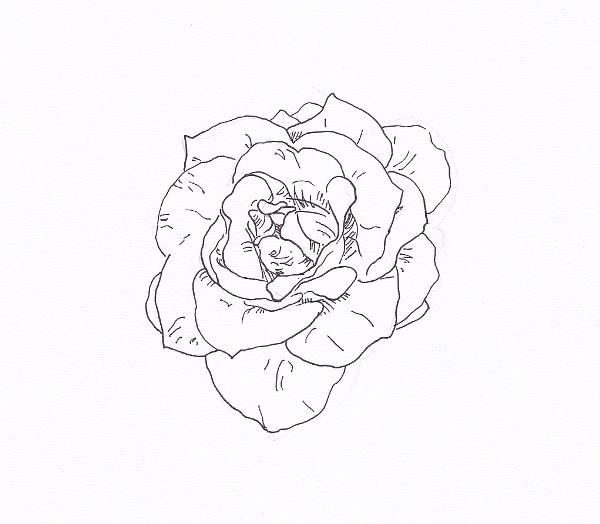 600x524 Draw A Rose With Fiber Tip Pen Rose Outline