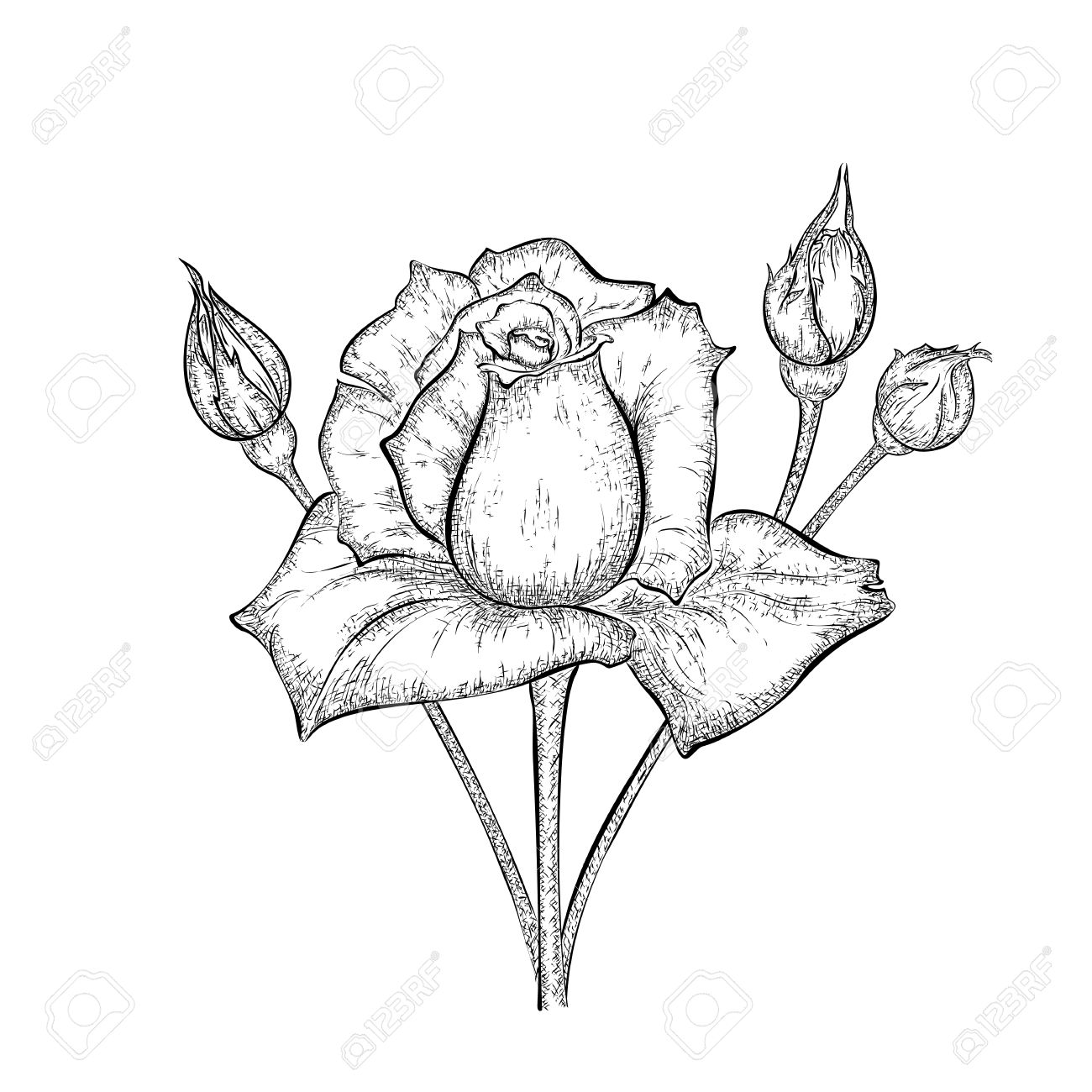 1300x1300 Hand Drawn Rose With Buds. Detailed Sketch Of Flower Isolated