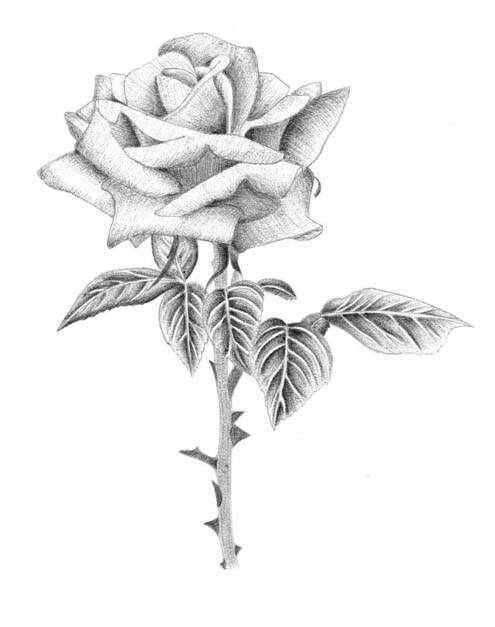 495x627 Phillip Martin's Secondary Art Lesson