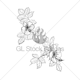 325x325 Rose Flower Pencil Drawing Gl Stock Images