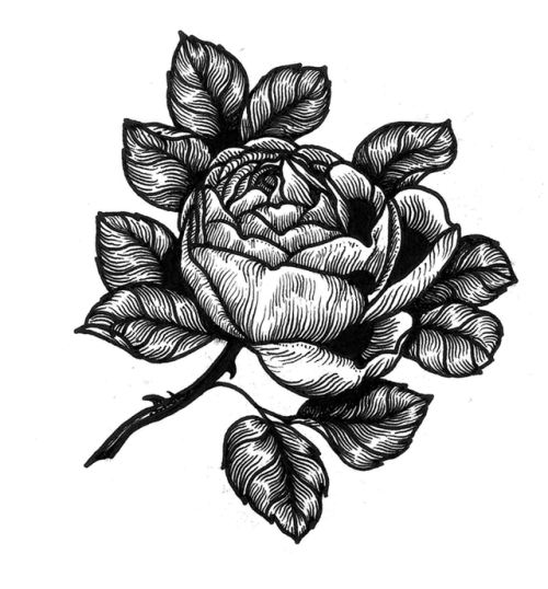 500x538 Rose Flash Art Tumblr