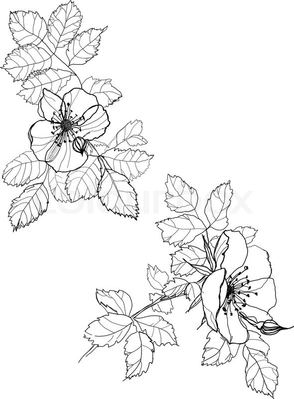 590x800 Dog Rose Flowers Pen Drawing On White Background Stock Vector