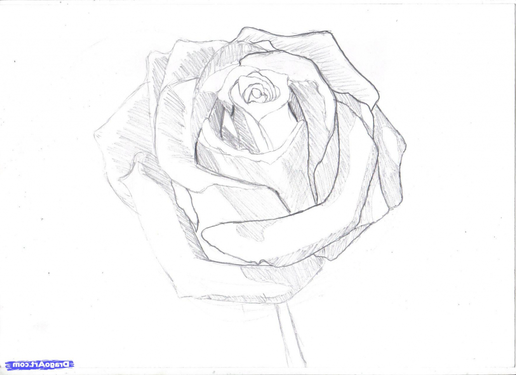 1024x744 Rose Pencil Drawing Step By Step How To Draw A Rose In Pencil Draw
