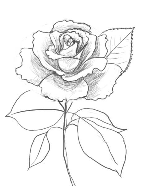 488x600 How To Draw Beautiful Roses How To Draw A Rose