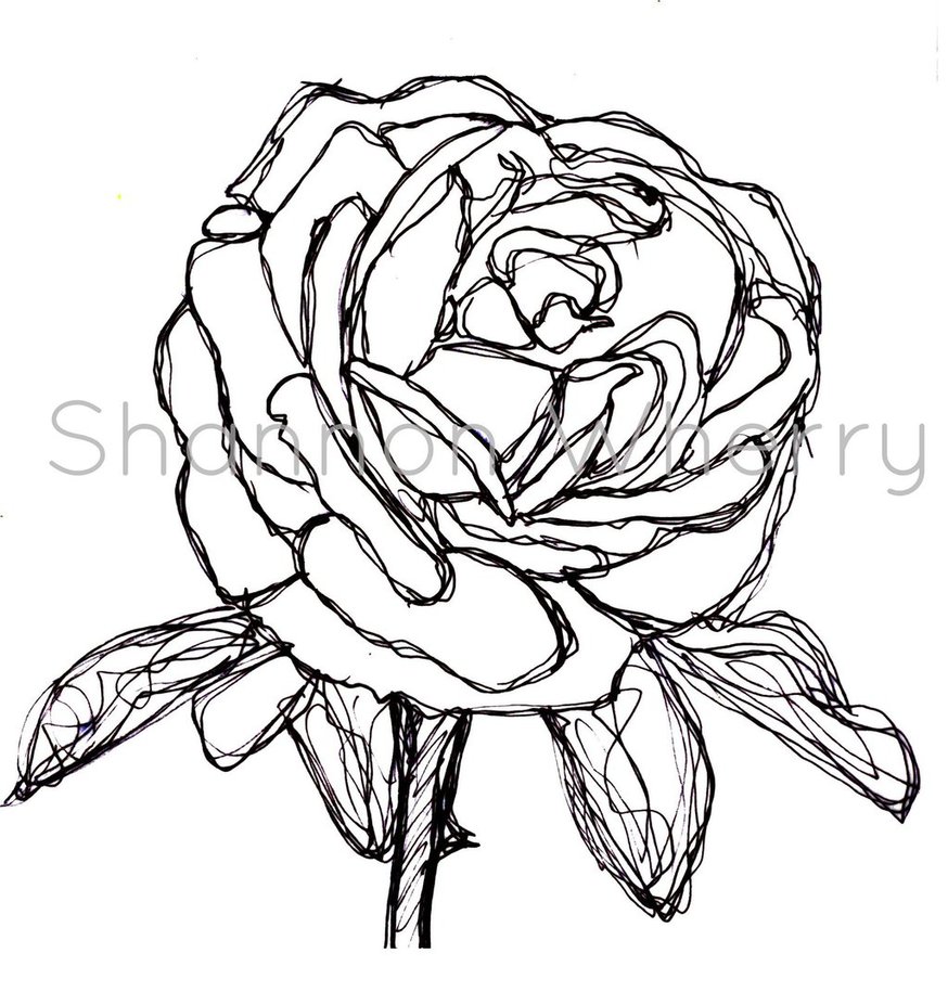 874x915 Rose Drawn By Continuous Line By Shanwherry