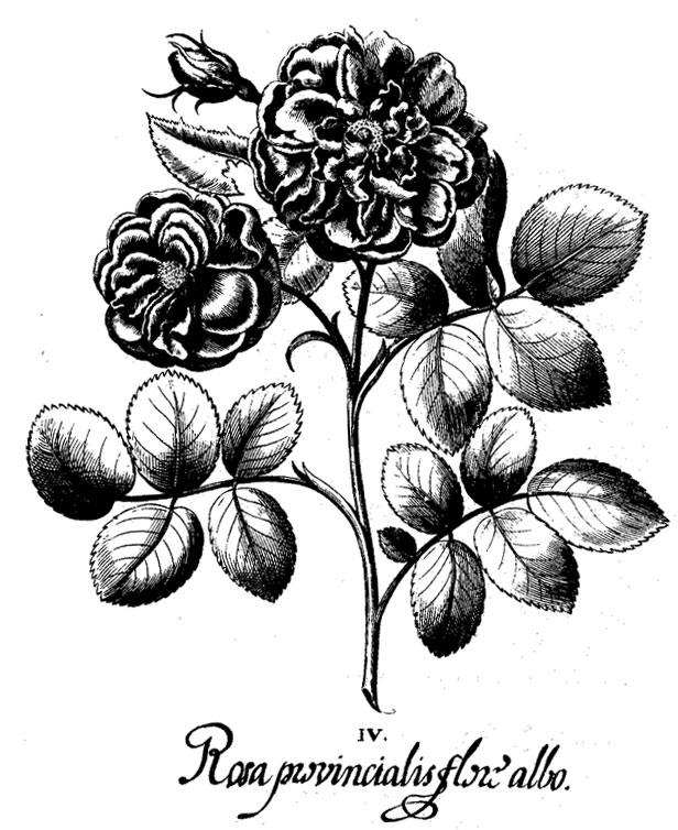 616x754 Roses The Queen Of Flowers Amalux