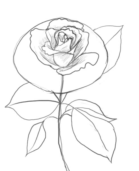 488x600 How To Draw A Rose