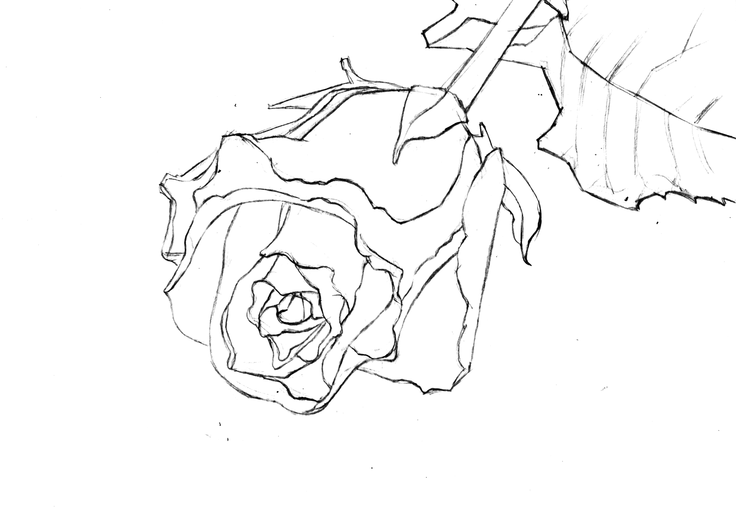2456x1692 Painting A Rose In Watercolor Watercolor Discussion Forum