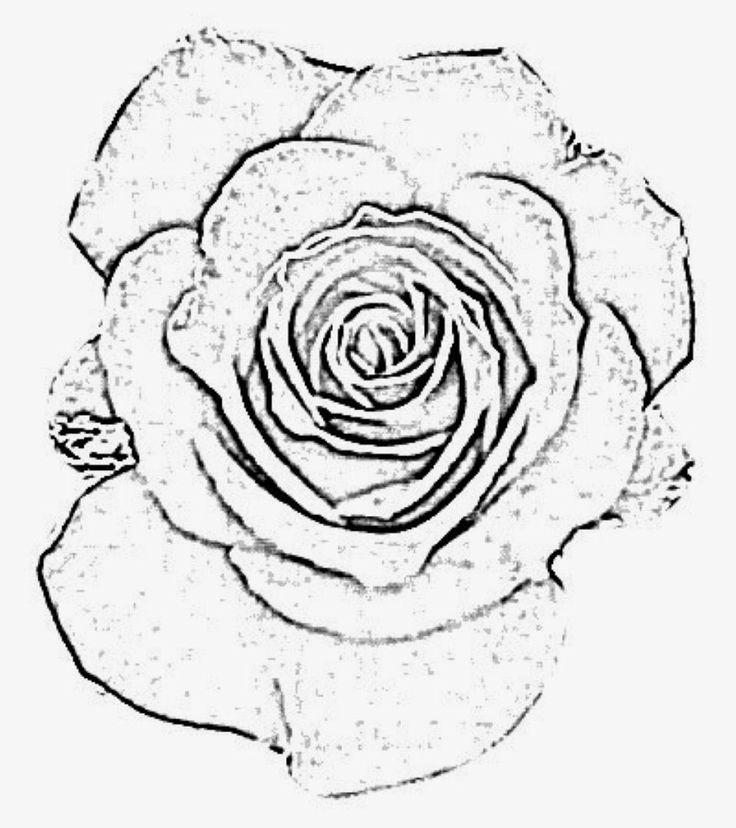 736x828 53 Best Kinds Of Flowers Images On Amazing Flowers