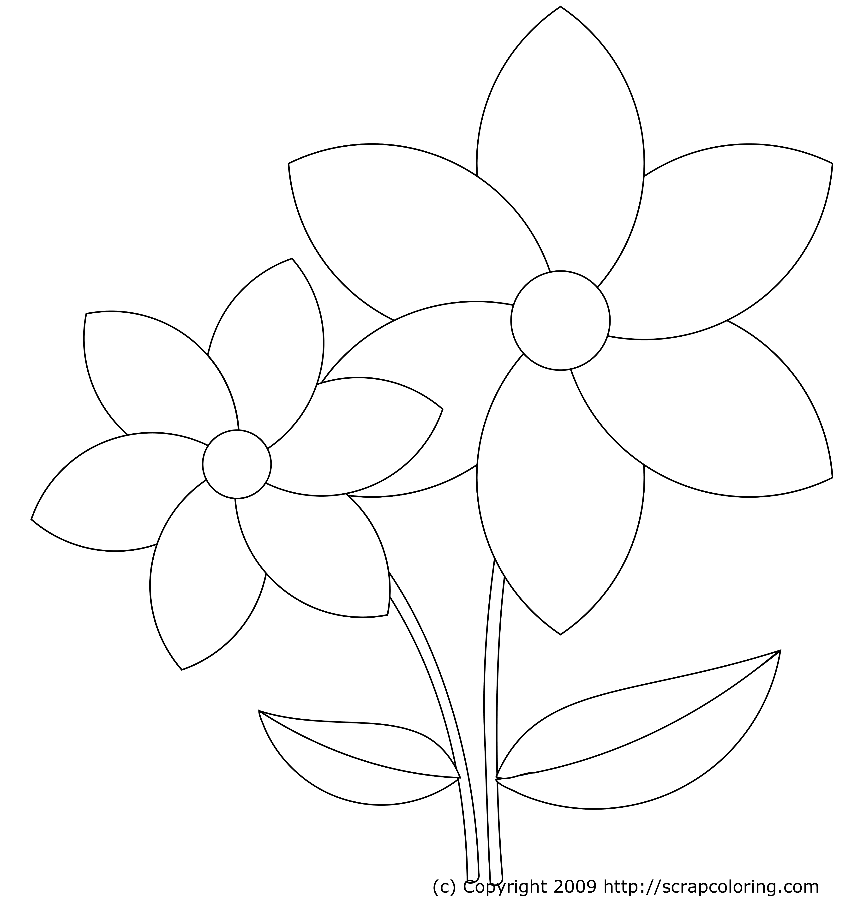 3600x3780 Coloring Pages Different Flower Petals