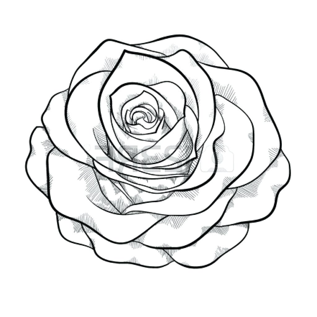 1024x1024 Rose Drawing Outlines Outline Kid 13 Marvellous Roses