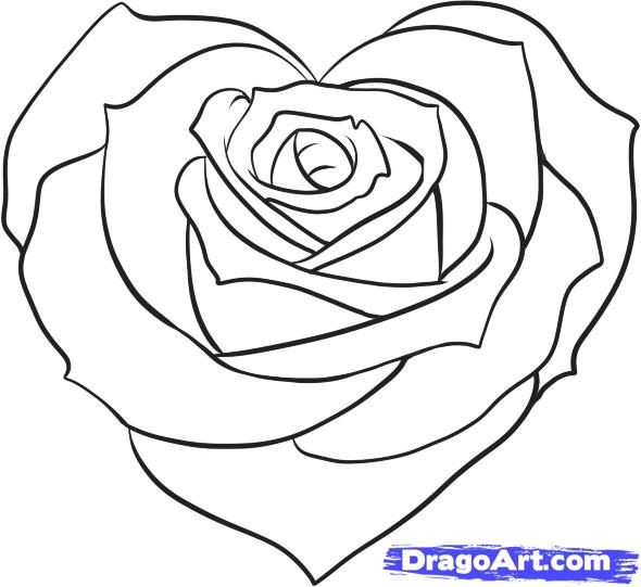 590x541 Rose Sketch Drawing