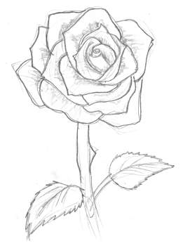 271x350 Pictures How To Make A Roses Drawings,