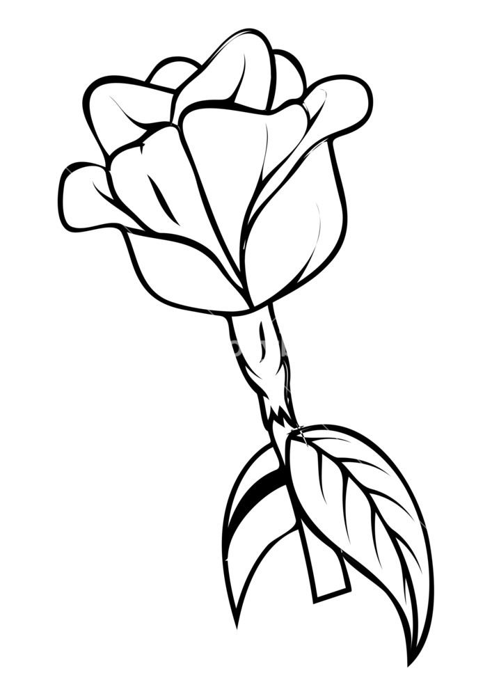 Rose Pictures Drawing at GetDrawings | Free download