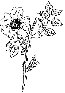 219x310 Properties Of Dog Rose