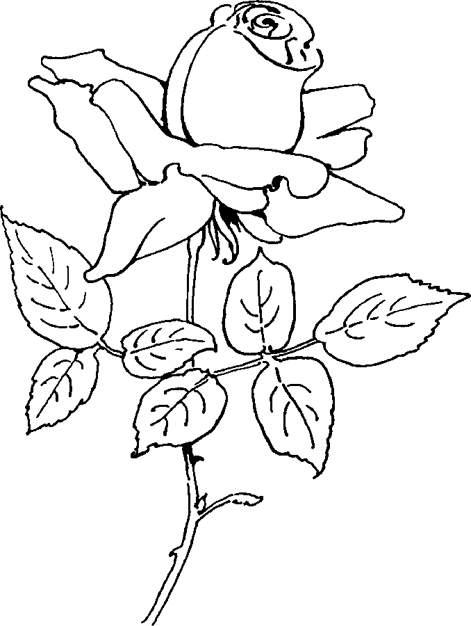 678x900 Rose Coloring Page
