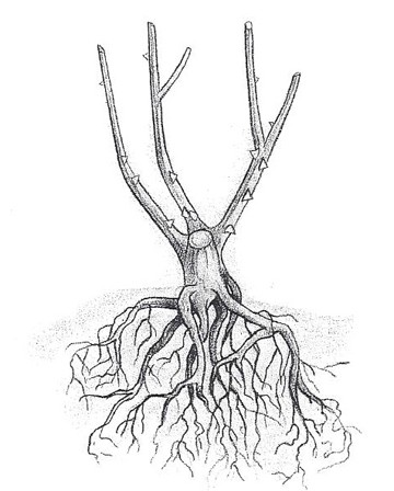 360x448 Winter Care For Roses