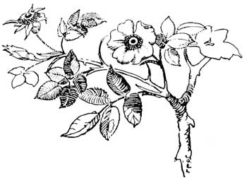 350x252 Wild Prairie Rose Bush Root Drawings Mustn'T Harm The Dandelion