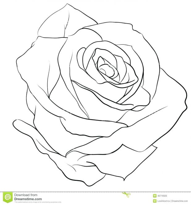 Rose Realistic Drawing at GetDrawings | Free download