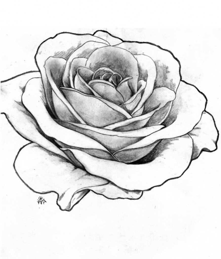 Realistic Rose Drawing Outline / Pngtree has millions of free png ...