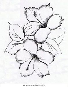 236x301 Black And White Rose Pics Rose Drawings Black White 5 Drawing