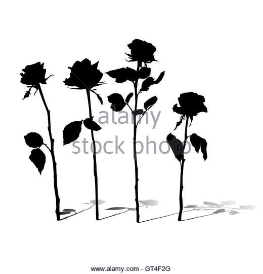 520x540 Rose Silhouette Stock Photos Amp Rose Silhouette Stock Images