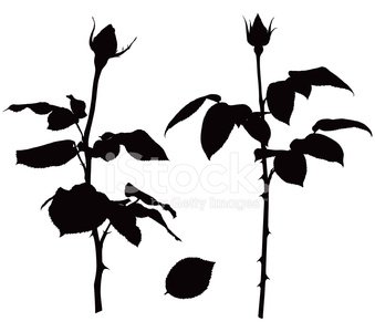 339x300 Rose Silhouettes Stock Vectors