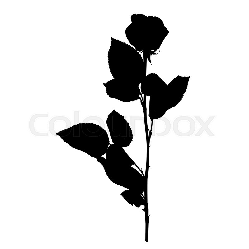 800x800 Rose Silhouette Isolated On White Stock Vector Colourbox