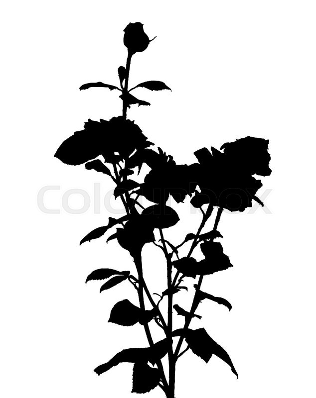 634x800 Black And White Rose Silhouette. Vector Illustration. Eps10