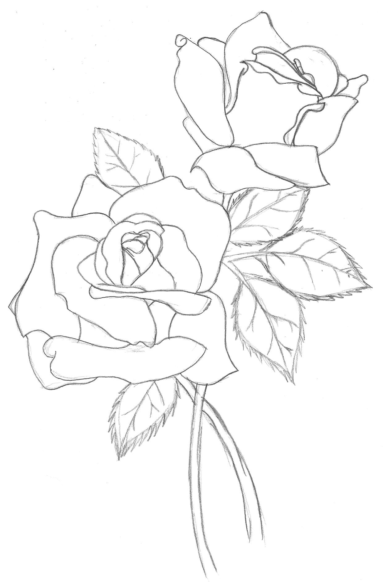 1241x1885 Drawn Rose Simple Realism