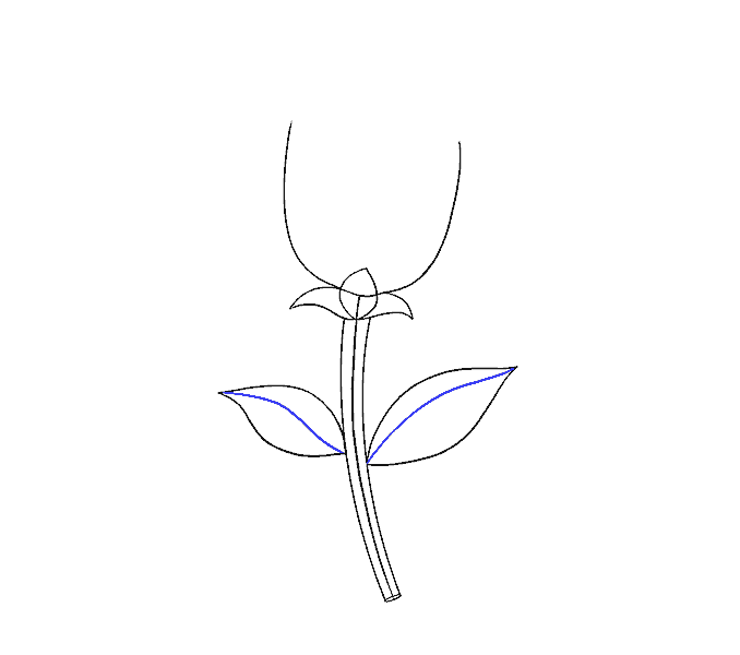 678x600 How To Draw A Simple Rose Easy Drawing Guides