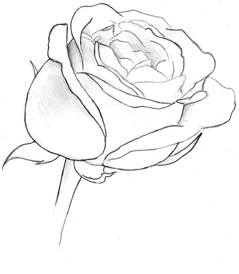 834x957 Rose Sketch By Goku Kaji