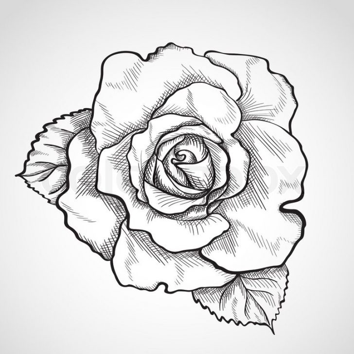 728x728 Rose Sketch