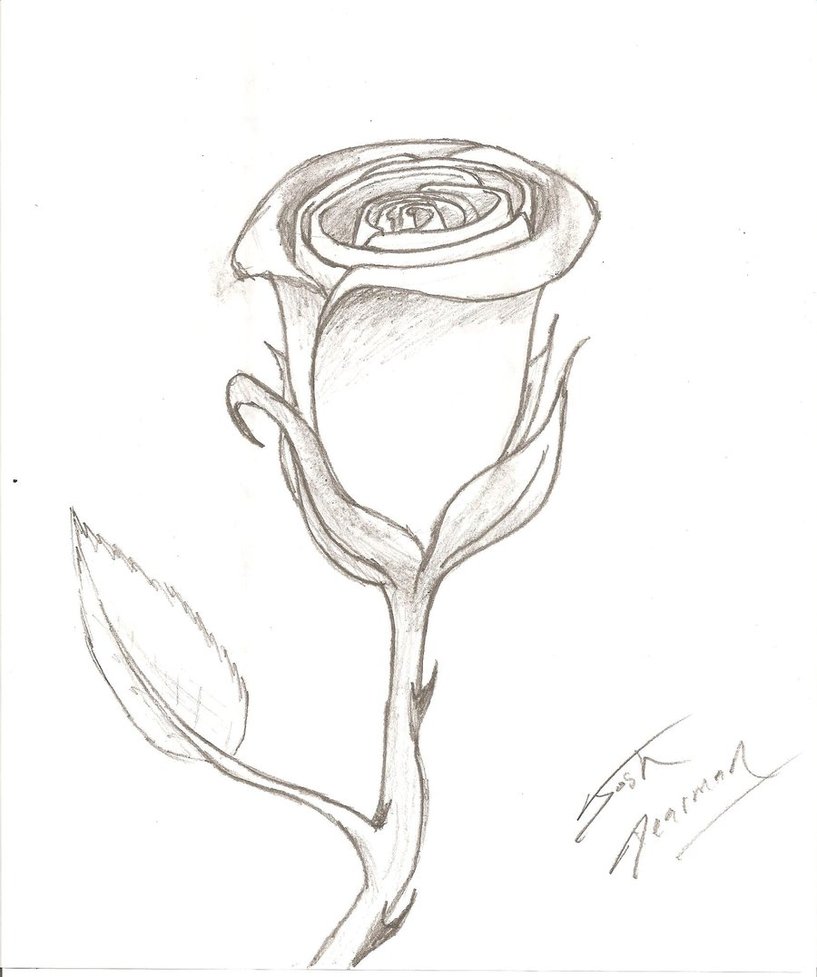 817x977 Rose Sketch By Ace Of Darkness07
