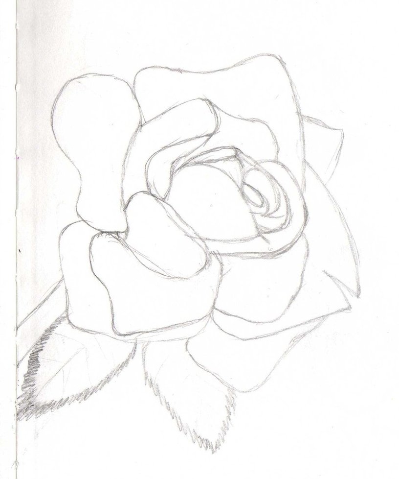 816x978 Rose Sketch By Pucca100
