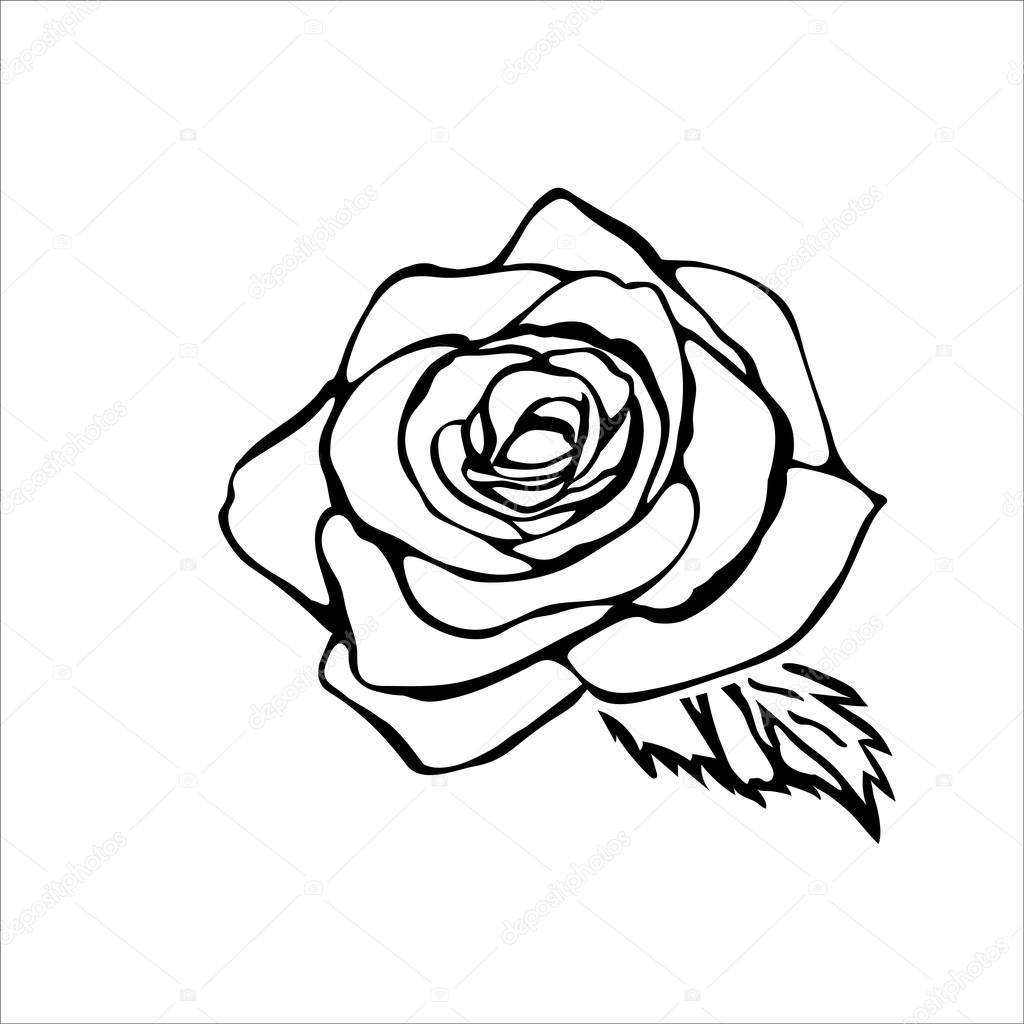 1024x1024 Rose Sketch Stock Vector Likka