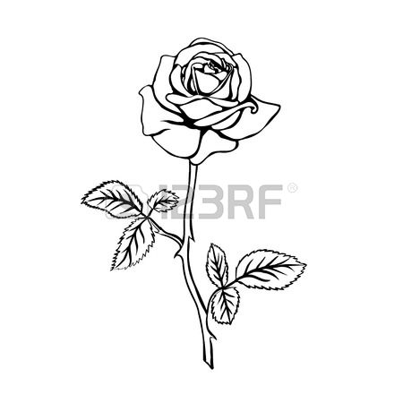 450x450 Drawn Rose Bush Thorn Outline