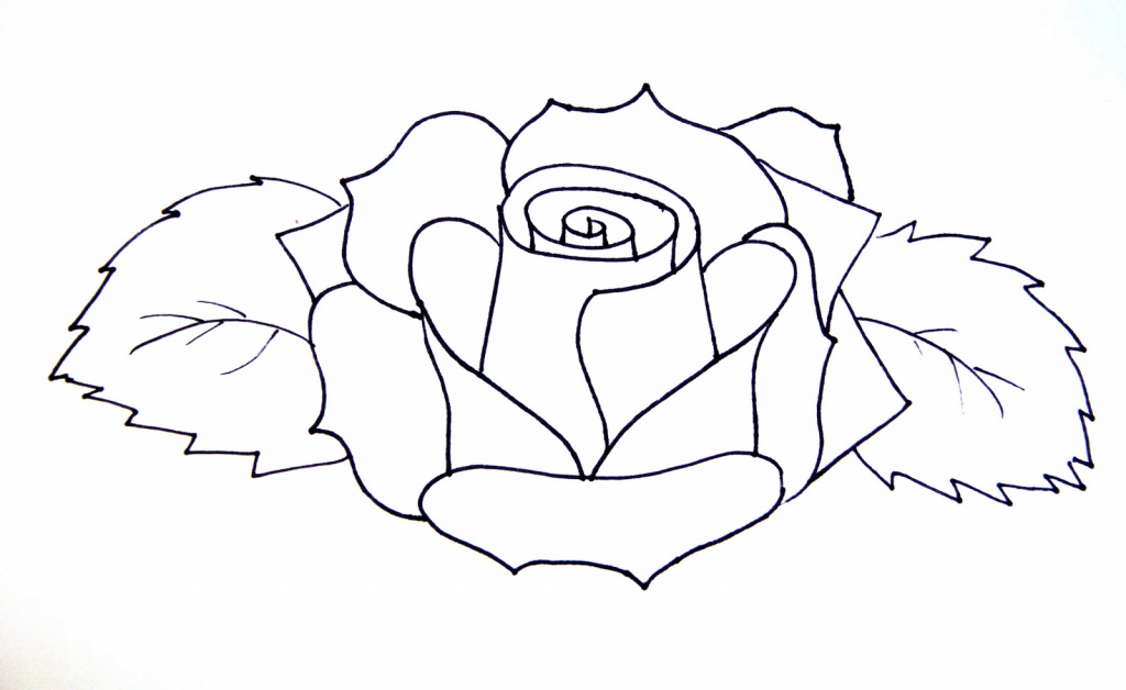 1024x628 Easy Drawing Of Rose