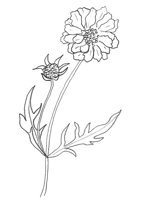 506x664 Flower Sketches