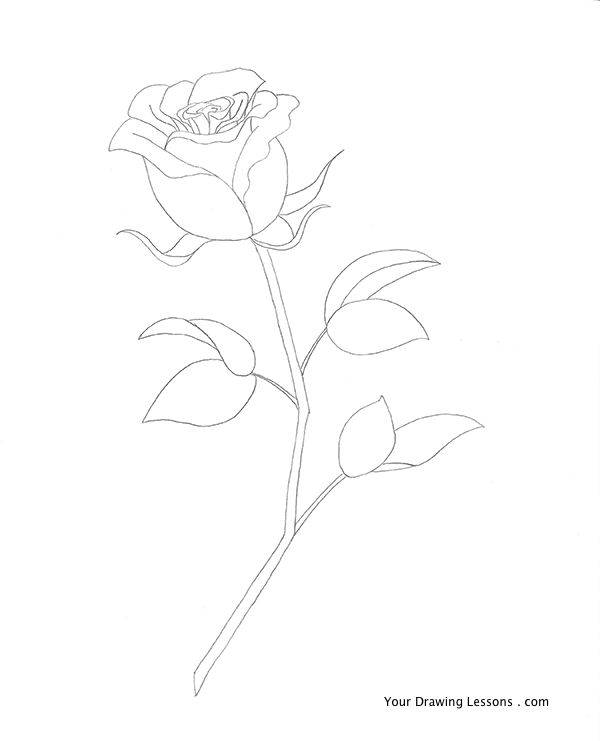 600x741 How To Draw A Rose Your Drawing Lessons