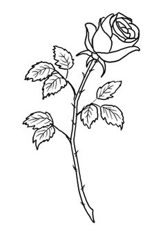 236x345 Rose Drawing Single Flower Outline Tattoo Stencil Just Free