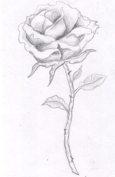 391x600 Rose Tattoo Designs