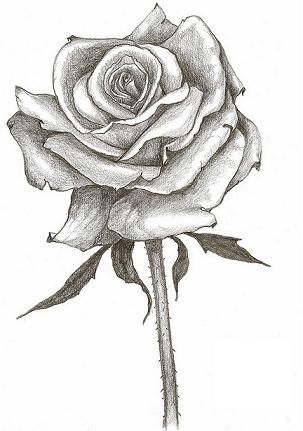 303x431 Flowering Rose Tattoo Design