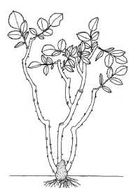 200x269 The Rose Stem [7]