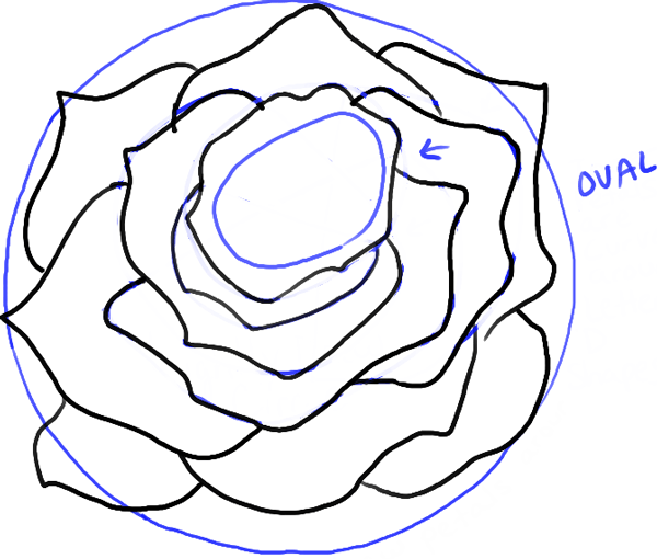 600x510 How To Draw Roses Opening In Full Bloom Step By Step Drawing