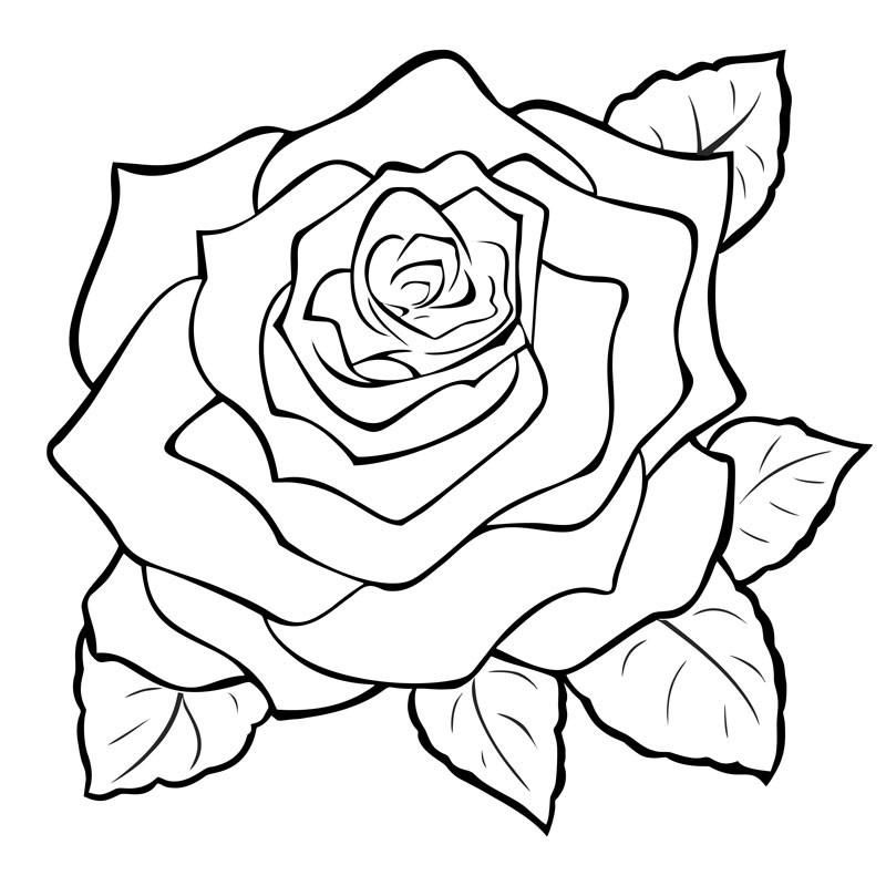 800x800 Rose Engraving Large Rose, Draw And Drawing Ideas
