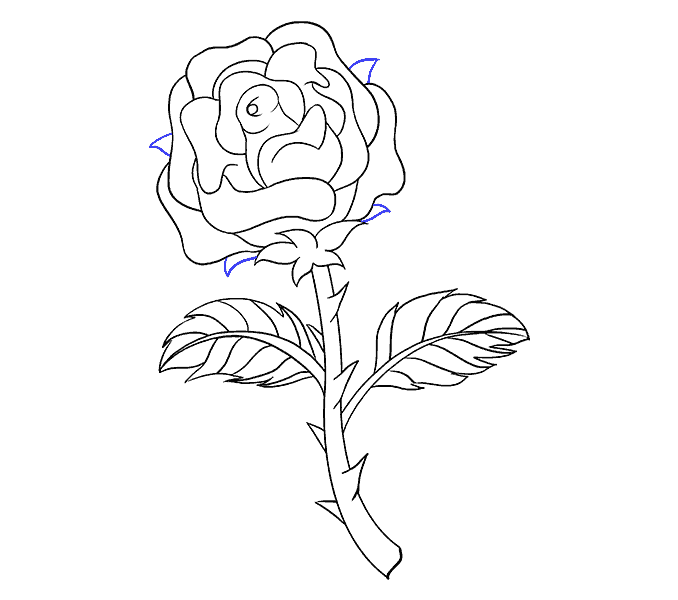 678x600 How Draw A Rose Plant How