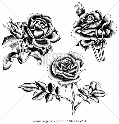 450x470 Black Roses Set, Graphical Roses, Vector Amp Photo Bigstock