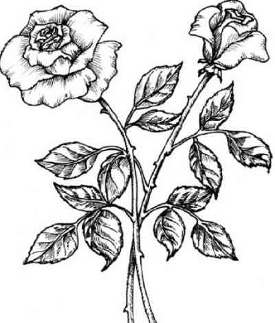 400x470 Black Rose Tattoo Designs